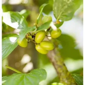 Frucht-Dirndlstrauch 'Jolico' Cornus mas