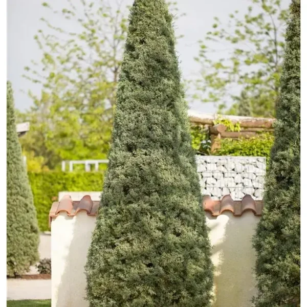 Cupressus arizonica 'Fastigiata' Zypresse