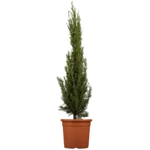 Toskana-Zypresse Cupressus semperv 'Pyramidalis'