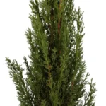 Toskana-Zypresse Cupressus semperv 'Pyramidalis'