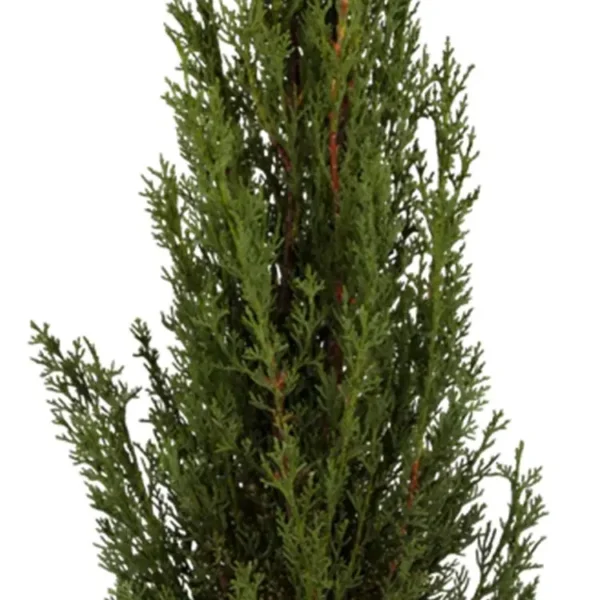 Cupressus semperv 'Pyramidalis' Toskana-Zypresse