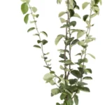 Cydonia 'Portugiesische'