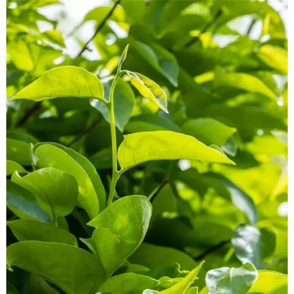 Diospyros kaki 'Vainiglia' Kaki