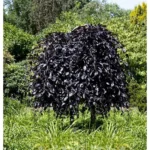 Buchenbaum Blutbuche 'Atropurpurea'  Fagus sylvatica