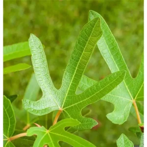 Feige Ficus carica 'Rouge de Bordeaux'