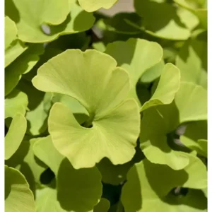 Ginkgo biloba 'Mariken' Gingko