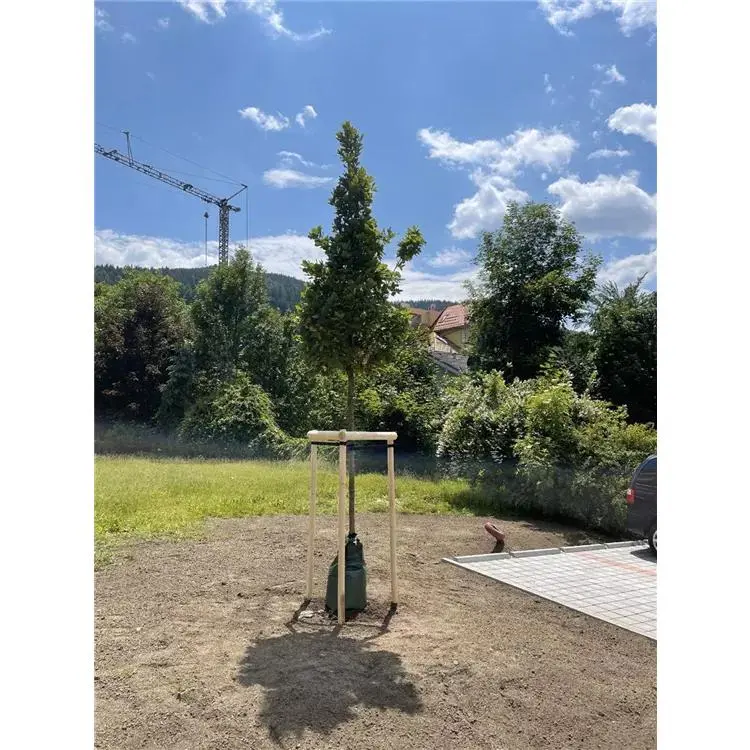 Halbrundholz Fichte 1 Halbrundholz Fichte