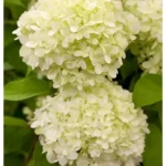 Hydrangea paniculata ''Limelight'' Rispen-Hortensie