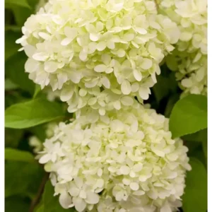 Hydrangea paniculata 'Limelight' Rispen-Hortensie