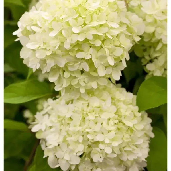 Hydrangea paniculata ''Limelight'' Rispen-Hortensie