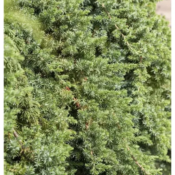 Juniperus conferta 'Blue Pacific' Wacholder