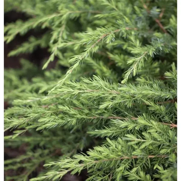 Juniperus conferta 'Schlager' Wacholder