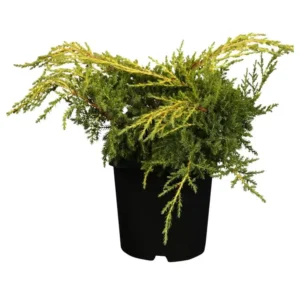 Juniperus media 'Old Star' Wacholder