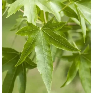 Amberbaum Liquidambar styraciflua