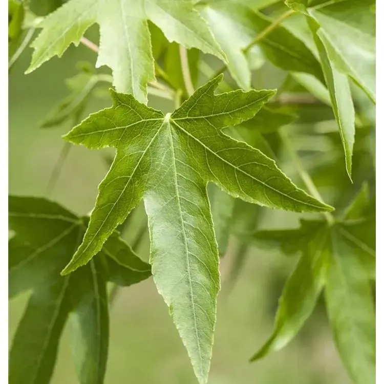 Amberbaum Liquidambar styraciflua 1 Amberbaum Liquidambar styraciflua