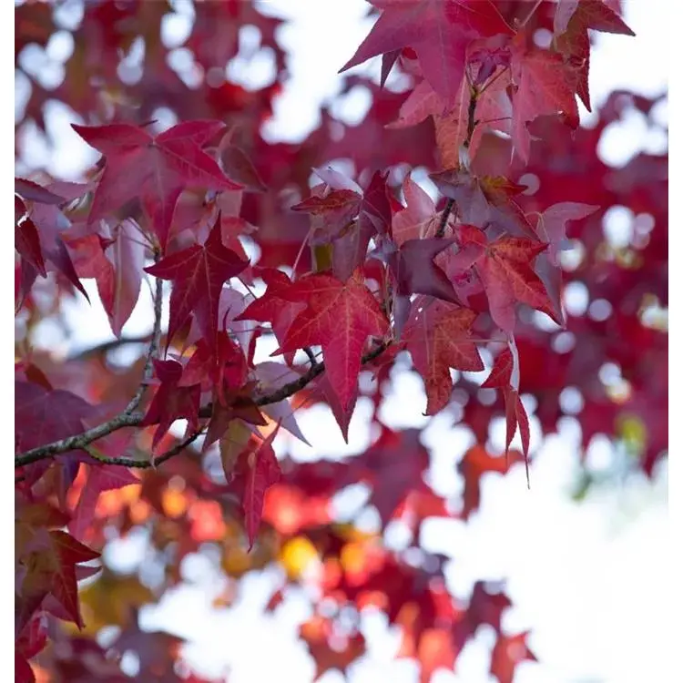 Amberbaum Liquidambar styraciflua 2 Amberbaum Liquidambar styraciflua – Bild 2