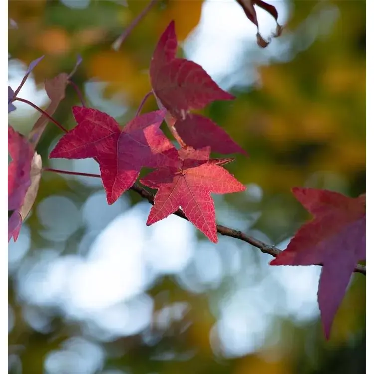 Amberbaum Liquidambar styraciflua 3 Amberbaum Liquidambar styraciflua – Bild 3