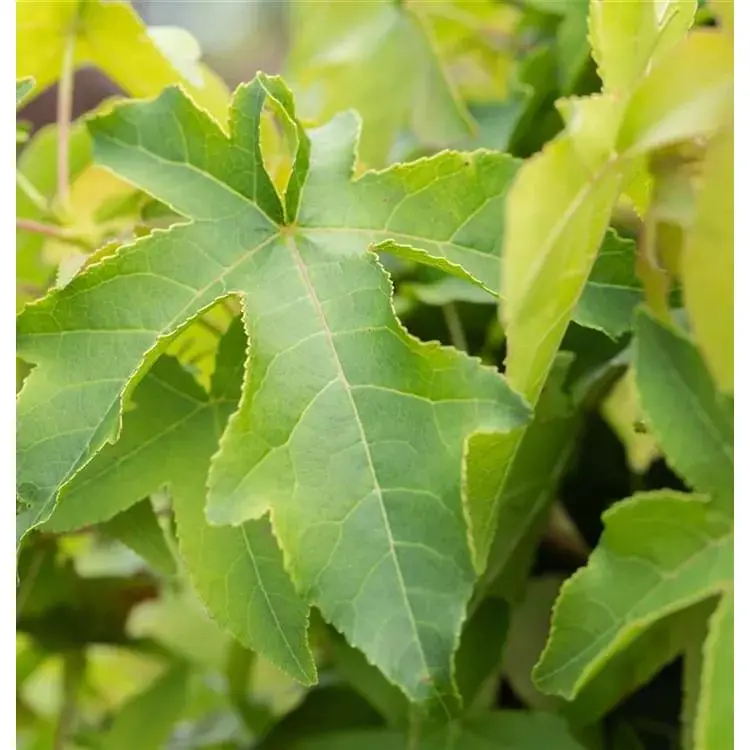 Amberbaum Liquidambar styraciflua 6 Amberbaum Liquidambar styraciflua – Bild 6