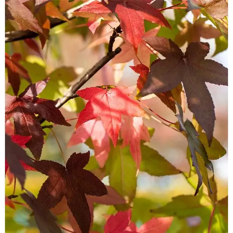 Amberbaum Liquidambar styraciflua 8 Amberbaum Liquidambar styraciflua – Bild 8