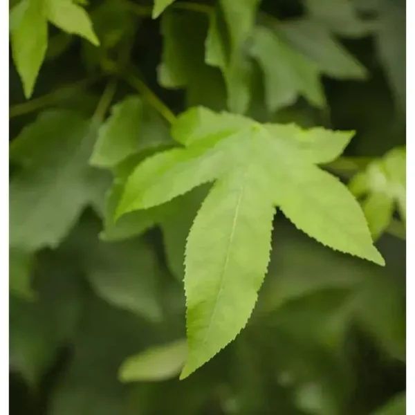 Liquidambar styraciflua 'Gum Ball' Amberbaum