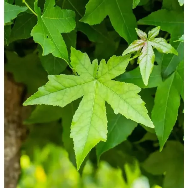 Liquidambar styraciflua 'Slender Silhoue Amberbaum