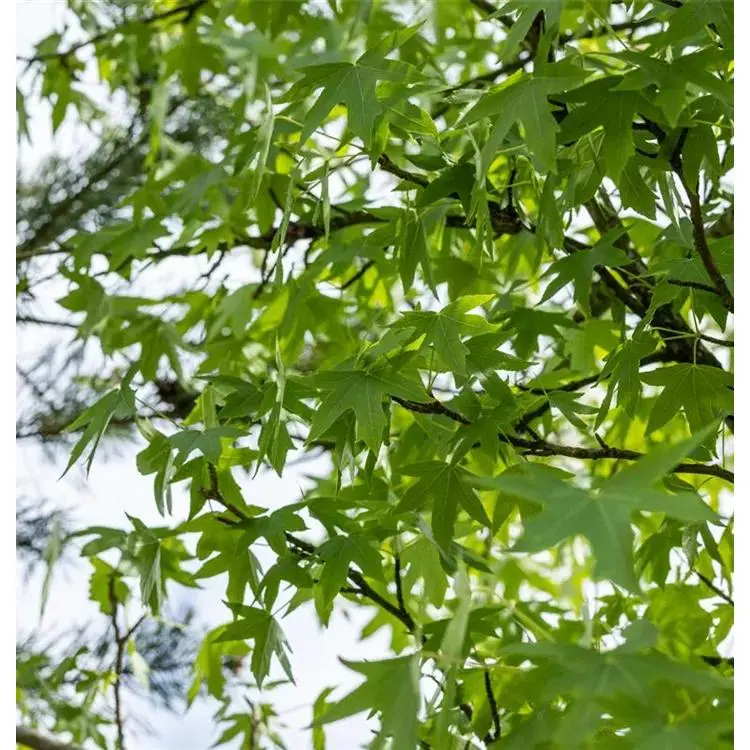 Amberbaum Liquidambar styraciflua 'Worplesdon' 9 Amberbaum Liquidambar styraciflua 'Worplesdon' – Bild 9