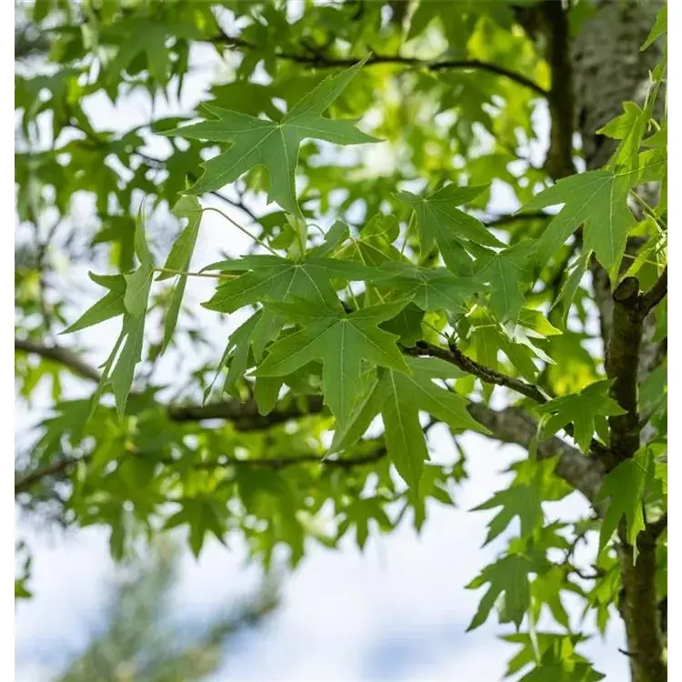 Amberbaum Liquidambar styraciflua 'Worplesdon' 10 Amberbaum Liquidambar styraciflua 'Worplesdon' – Bild 10