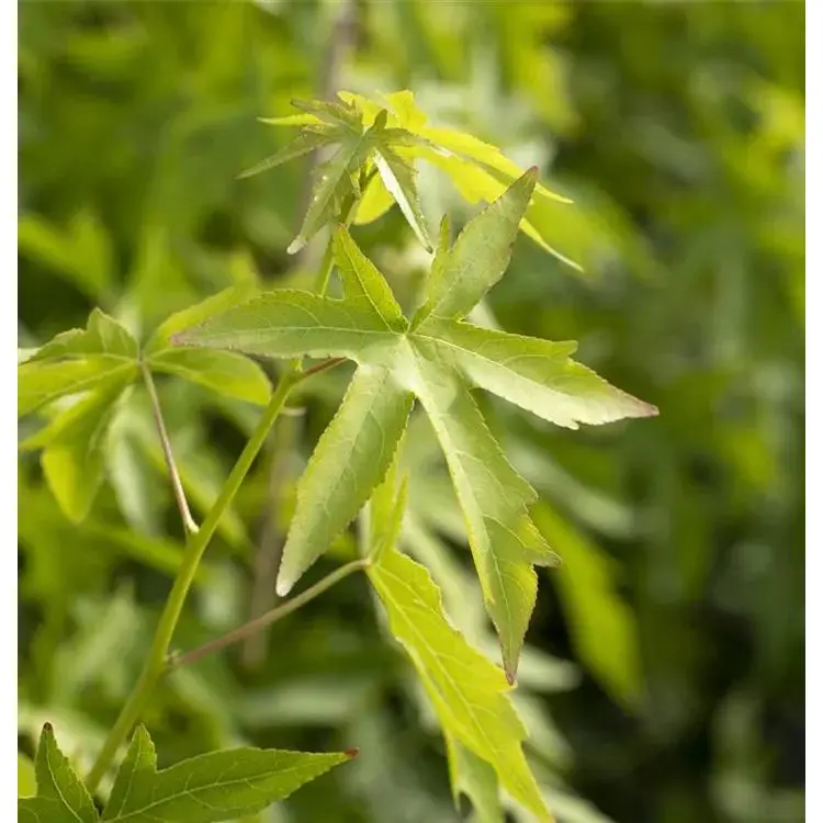 Amberbaum Liquidambar styraciflua 'Worplesdon' 2 Amberbaum Liquidambar styraciflua 'Worplesdon' – Bild 2