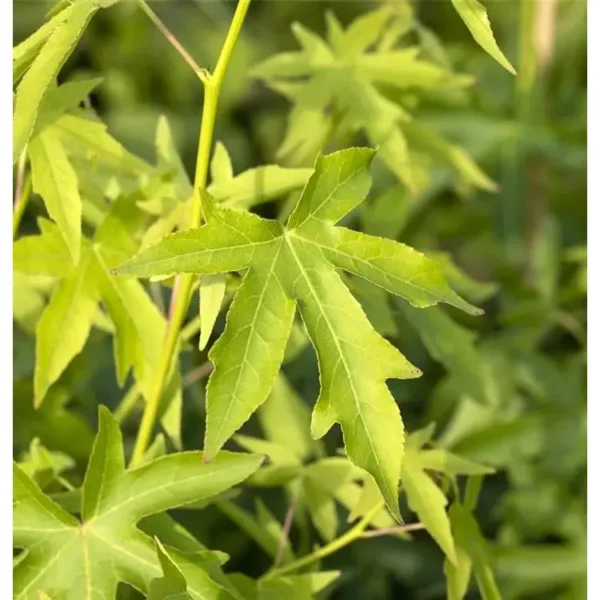 Liquidambar styraciflua 'Worplesdon' Amberbaum