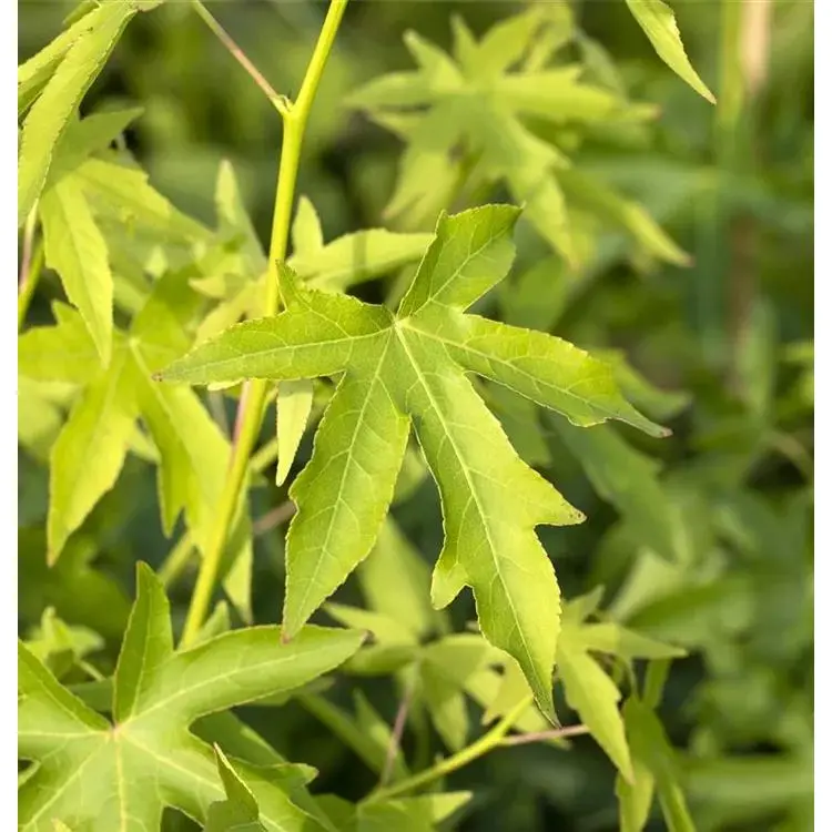 Amberbaum Liquidambar styraciflua 'Worplesdon' 1 Amberbaum Liquidambar styraciflua 'Worplesdon'