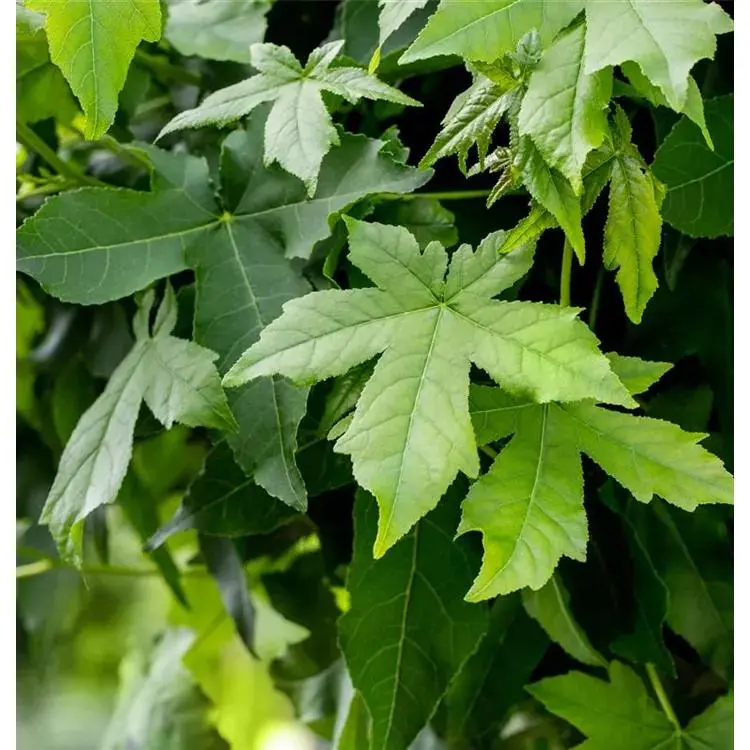 Amberbaum Liquidambar styraciflua 'Worplesdon' 6 Amberbaum Liquidambar styraciflua 'Worplesdon' – Bild 6