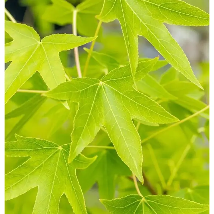 Amberbaum Liquidambar styraciflua 'Worplesdon' 8 Amberbaum Liquidambar styraciflua 'Worplesdon' – Bild 8