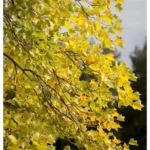 Liriodendron tulipifera Tulpenbaum