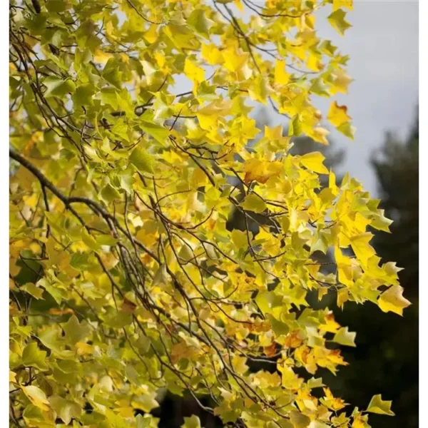 Liriodendron tulipifera Tulpenbaum