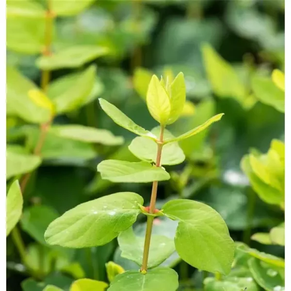 Lonicera kamt.'Eisbär'-R-