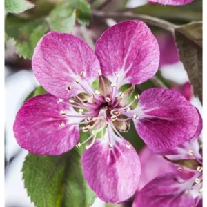 Zierapfel Malus coccinella 'Courtarou'