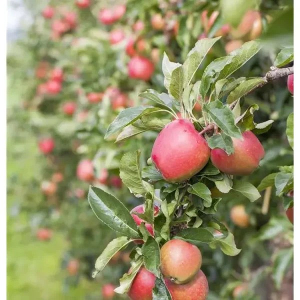 Malus domestica 'Coxcolumnar' -R-