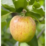Malus domestica 'Delicado'