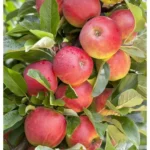 Malus domestica 'Elstar'