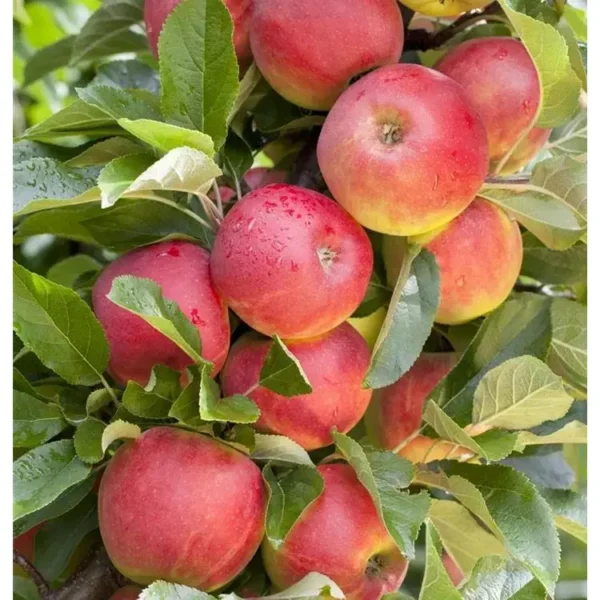 Malus domestica 'Elstar'