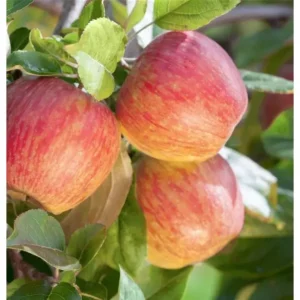 Apfelbaum 'Gala' Malus domestica