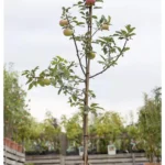 Apfelbaum 'Idared' Malus domestica