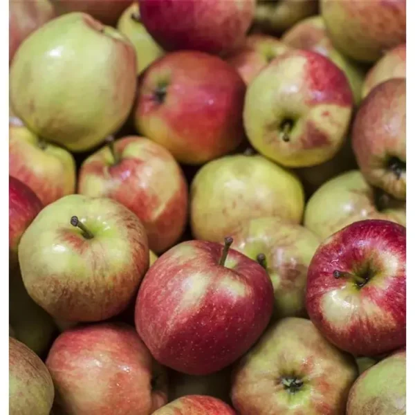 Malus domestica 'Jucunda' -S-