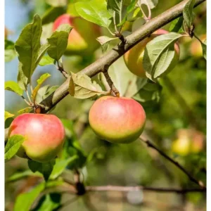 Apfelbaum Malus domestica 'Kronprinz Rudolf'