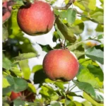 Malus domestica 'Lavanttaler Bananenapfel' Apfelbaum