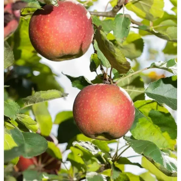 Malus domestica 'Lavanttaler Bananenapfel' Apfelbaum