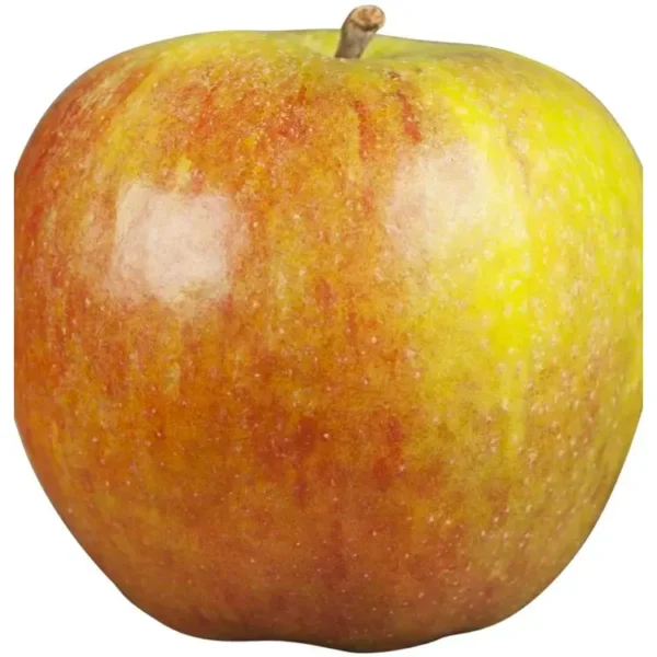 Malus domestica 'Mini-Cox (R) Coxdwarf -