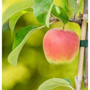 Apfelbaum Malus domestica 'Schafnase'