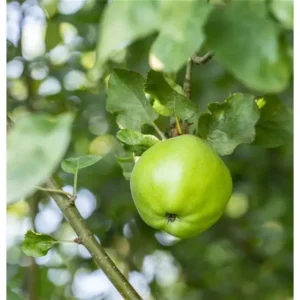 Apfelbaum Malus domestica 'Steirischer Maschanzker'
