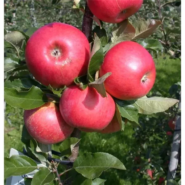 Malus domestica 'Topaz' -S-